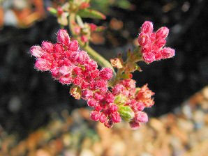 Flat Top Buckwheat