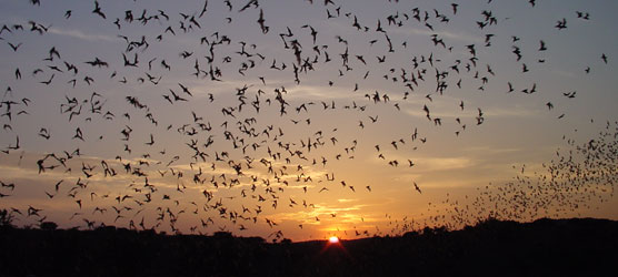 Bat Flight At Carlsbad Cavern�s Natural Entrance. Carlsbad Caverns. New Mexico. Hikes, Travels, & Tours. Photos, Pictures, Images,& Reviews.