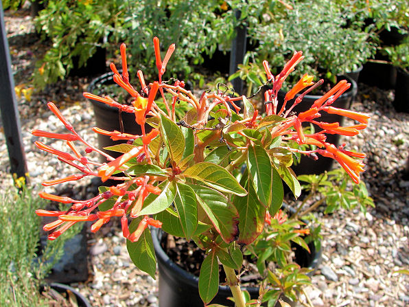 firecracker bush florida