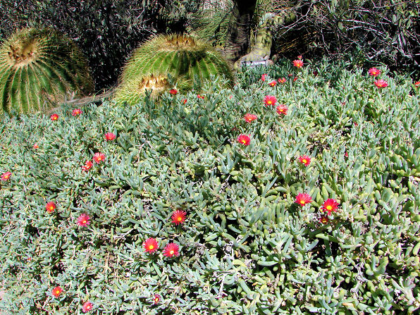 ice  plants