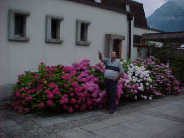Sisikon Flowers