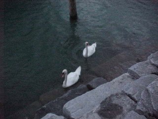 Lake Lucerne Shore Ducks