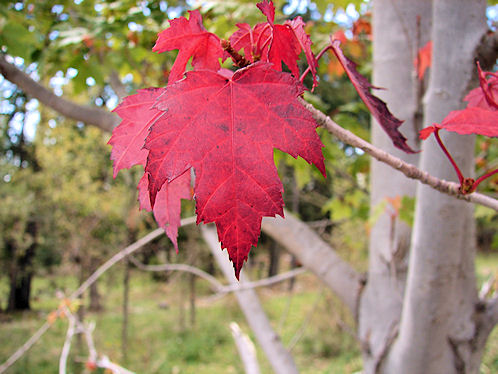 Fall Leaf Color. National Solar Observatory, Sacramento Peak Near Sunspot In New Mexico. Hikes, Travels, & Tours. Photos, Pictures, Images, & Reviews.