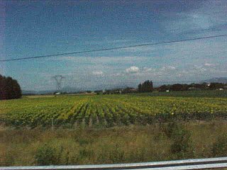 Tuscany Fields Of Sunflowers. Nice Italy To Lyon France, Travels & Tours Pictures, Photos, & Information.
