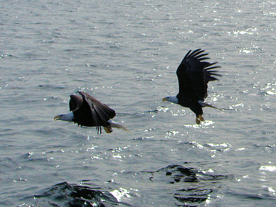 Bald Eagles (Haliaeetus leucocephalus). Photo Taken From The 'Amoeba' To Sail The Bras D'or Lakes at Baddeck, Nova Scotia with Amoeba Sailing Tours. Travels, Tours, Photos, Pictures, Information, & Reviews.