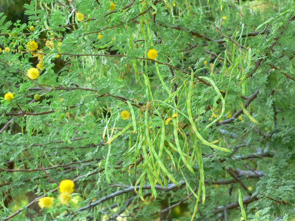 Seed Pods. White Thorn Acacia, Acacia constricta. Arizona Wild Flowers. Pictures, Photos, Images, Descriptions, Information, Reviews.