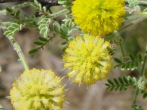 White Thorn Acacia, Acacia constricta. Arizona Wild Flowers. Pictures, Photos, Images, Descriptions, Information, Reviews.