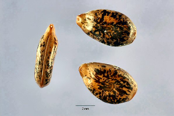 Seed. White Thorn Acacia, Acacia constricta. Arizona Wild Flowers. Pictures, Photos, Images, Descriptions, Information, Reviews.