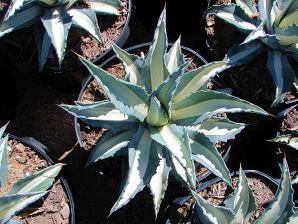 American Agave, Agave americana Mediopicta Alba.  Also called:  Agave, Century Plant, Maguey. Xeriscape Landscape Plants & Flowers For The Arizona Desert Environment. Pictures, Photos, Images, Descriptions, & Reviews. Succulents. Photos From The Phoenix Desert Nursery.