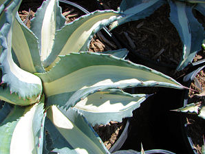 American Agave, Agave americana Mediopicta Alba.  Also called:  Agave, Century Plant, Maguey. Xeriscape Landscape Plants & Flowers For The Arizona Desert Environment. Pictures, Photos, Images, Descriptions, & Reviews. Succulents. Photos From The Phoenix Desert Nursery.