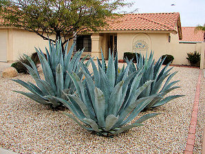 Century Plant,  Agave americana. Also called: Agave, Maguey, American Aloe. Xeriscape Landscape Plants & Flowers For The Arizona Desert Environment. Pictures, Photos, Images, Descriptions, & Reviews. Succulents.