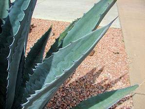 Century Plant,  Agave americana. Also called: Agave, Maguey, American Aloe. Xeriscape Landscape Plants & Flowers For The Arizona Desert Environment. Pictures, Photos, Images, Descriptions, & Reviews. Succulents.