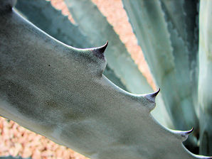 Century Plant,  Agave americana. Also called: Agave, Maguey, American Aloe. Xeriscape Landscape Plants & Flowers For The Arizona Desert Environment. Pictures, Photos, Images, Descriptions, & Reviews. Succulents.