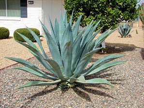Century Plant,  Agave americana. Also called: Agave, Maguey, American Aloe. Xeriscape Landscape Plants & Flowers For The Arizona Desert Environment. Pictures, Photos, Images, Descriptions, & Reviews. Succulents.
