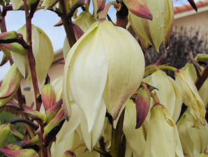 Soft Leaf  Yucca, Yucca recurvifolia. Also called: Curve Leaf Yucca, Pendulous Yucca, Weeping Yucca, Spanish Dagger, Moundlily Yucca, Soft Tipped Yucca, Yucca pendula, Yucca gloriosa var. recurvifolia. Xeriscape Landscape Plants & Flowers For The Arizona Desert Environment. Pictures, Photos, Images, Descriptions, & Reviews. Succulents.