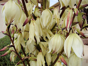 Soft Leaf  Yucca, Yucca recurvifolia. Also called: Curve Leaf Yucca, Pendulous Yucca, Weeping Yucca, Spanish Dagger, Moundlily Yucca, Soft Tipped Yucca, Yucca pendula, Yucca gloriosa var. recurvifolia. Xeriscape Landscape Plants & Flowers For The Arizona Desert Environment. Pictures, Photos, Images, Descriptions, & Reviews. Succulents.