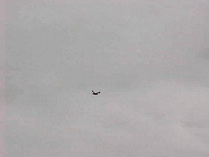 Puffin Flying. Alaska Kenai Fjord Cruise. Travels & Tours Pictures, Photos, Images, & Reviews.