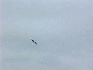 Gull Flying. Alaska Kenai Fjord Cruise. Travels & Tours Pictures, Photos, Images, & Reviews.