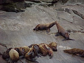 Seals. Alaska Kenai Fjord Cruise. Travels & Tours Pictures, Photos, Images, Reviews.