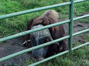 Musk Ox. Palmer Alaska Musk Ox Farm. Travels & Tours Pictures, Photos, Images, & Reviews.