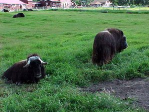 Musk Ox. Palmer Alaska Musk Ox Farm. Travels & Tours Pictures, Photos, Images, & Reviews.