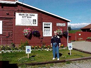 Audrey DeLange At The Palmer Alaska Musk Ox Farm. Travels & Tours Pictures, Photos, Images, & Reviews.