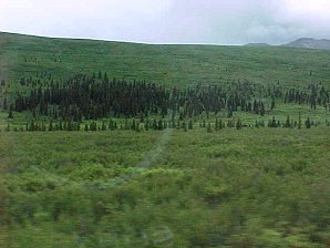 Tundra. Palmer To Denali Alaska. Travels & Tours Pictures, Photos, Images, & Reviews.