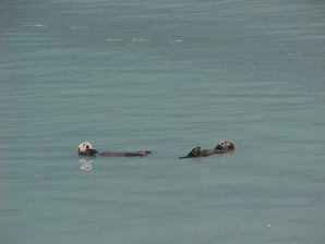Sea Otter. Seward Alaska. Travels & Tours Pictures, Photos, Images, & Reviews.