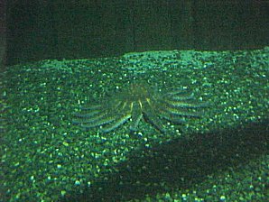 Star Fish. Alaska Sea Life Center, Seward Alaska. Travels & Tours Pictures, Photos, Images, & Reviews.