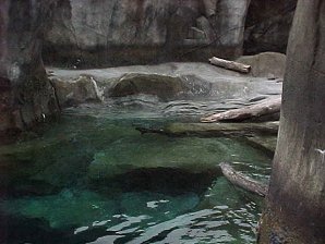 Seal. Alaska Sea Life Center, Seward Alaska. Travels & Tours Pictures, Photos, Images, & Reviews.