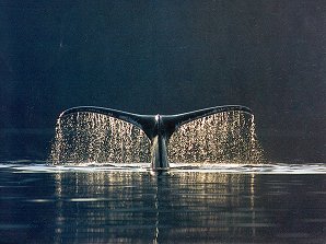 Humpback Whale. Seward Alaska. Travels & Tours Pictures, Photos, Images, & Reviews.