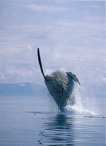 Humpback Whale. Seward Alaska. Travels & Tours Pictures, Photos, Images, & Reviews.