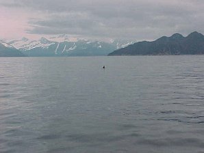 Killer Whale. Alaska Kenai Fjord Cruise. Travels & Tours Pictures, Photos, Images, & Reviews.