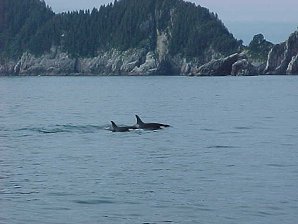 Orca. Alaska Kenai Fjord Cruise. Travels & Tours Pictures, Photos, Images, & Reviews.