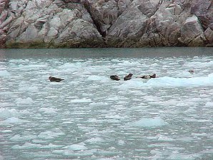 Ice shelfs. Alaska Kenai Fjord Cruise. Travels & Tours Pictures, Photos, Images, & Reviews.