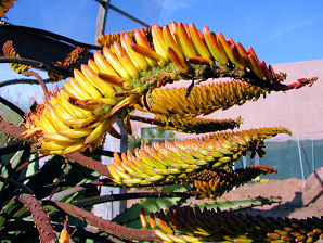 Mountain Aloe, Aloe marlothii. Also called: Flat-flowered Aloe, Bergaalwyn, Boomaalwyn, umHlaba, imiHlaba (Zulu) and Kgopha (Sotho). Xeriscape Landscape Plants & Flowers For The Arizona Desert Environment. Pictures, Photos, Images, Descriptions, & Reviews. Succulents. At Desert Botanical Garden of Phoenix Arizona.