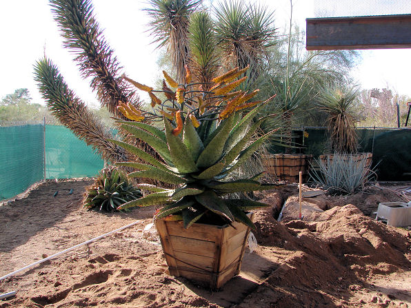 Mountain Aloe, Aloe marlothii. Also called: Flat-flowered Aloe, Bergaalwyn, Boomaalwyn, umHlaba, imiHlaba (Zulu) and Kgopha (Sotho). Xeriscape Landscape Plants & Flowers For The Arizona Desert Environment. Pictures, Photos, Images, Descriptions, & Reviews. Succulents. At Desert Botanical Garden of Phoenix Arizona.