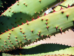 Mountain Aloe, Aloe marlothii. Also called: Flat-flowered Aloe, Bergaalwyn, Boomaalwyn, umHlaba, imiHlaba (Zulu) and Kgopha (Sotho). Xeriscape Landscape Plants & Flowers For The Arizona Desert Environment. Pictures, Photos, Images, Descriptions, & Reviews. Succulents. At Desert Botanical Garden of Phoenix Arizona.