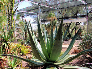 Mountain Aloe, Aloe marlothii. Also called: Flat-flowered Aloe, Bergaalwyn, Boomaalwyn, umHlaba, imiHlaba (Zulu) and Kgopha (Sotho). Xeriscape Landscape Plants & Flowers For The Arizona Desert Environment. Pictures, Photos, Images, Descriptions, & Reviews. Succulents. At Desert Botanical Garden of Phoenix Arizona.