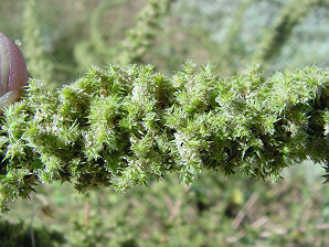 Palmer's Amaranth Panicle Flowers