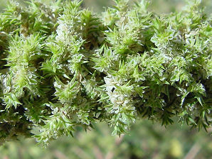 Palmer's Amaranth Panicle Flowers