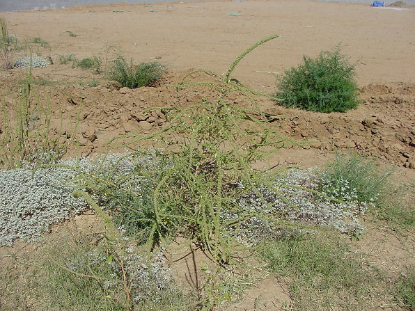 Palmer's Amaranth, Amaranthus palmeri. Also Called: Palmer amaranth, Palmer's pigweed, and Carelessweed. Arizona Wild Flowers. Pictures, Photos, Images, Descriptions, Information, Reviews.