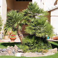 Chamaerops humilis