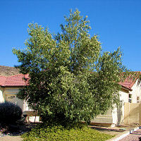 Schinus molle