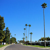 Washingtonia filifera