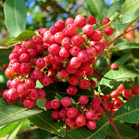 Schinus terebinthifolius