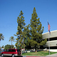 Pinus canariensis