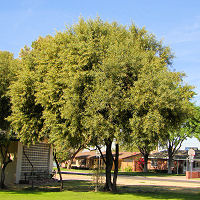 Rhus lancea