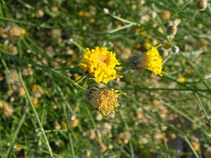 San Felipe Dyssodia Flower
