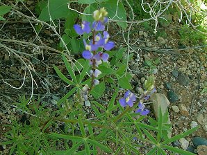 Lupinus sparsiflorus